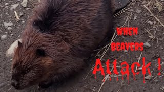 When Beaver S Attack Worlds Angriest Beaver