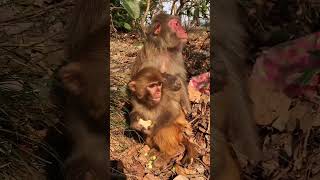 Poor Monkeys #Monkey #animals #Shorts #BeeLeeMonkeyFans 41