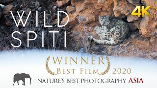WILD SPITI - The Ghost Of The Snow | Award Winning Snow Leopard Documentary