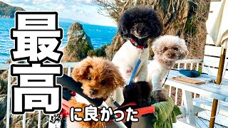 【和歌山】わんこと泊まれるリゾートホテル #１日目すさみ町編