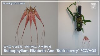 [화이의 난초이야기] 문어? 외계인이 있는 난초 Bulbophyllum Elizabeth Ann 'Buckleberry' FCC/AOS