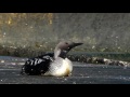 Гагара чернозобая gavia arctica