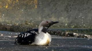 Гагара чернозобая (Gavia arctica)