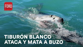 Tiburón blanco en Sonora ataca a buzo y lo mata de una mordida - Las Noticias
