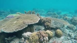 4K Underwater footage + Music | Nature Relaxation Rare & Colorful Sea Life Video