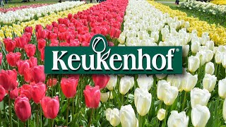 Keukenhof Flower Garden The Netherlands 🌷🌷 - Beauty in every corner 🥰❤️ - [PHOTO VIDEO]