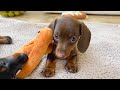 Mini Dachshund puppies- Sisters.