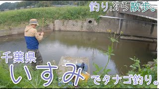 【小物釣り】おかめ連発！千葉県いすみでタナゴ釣り。【淡水】