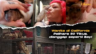 Wanita di California Pelihara 50 Tikus, Dianggap Seperti Bayi