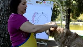 Grooming a Cairn Terrier head