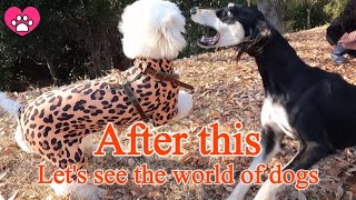 #1【The World of Dogs】Special feature Standard Poodle Saluki A dog that runs cheerfully and happily