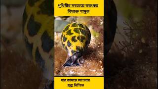 বিষাক্ত শামুক যার মাত্র এক ফোঁটা বিষ ২০ জন মানুষকে মেরে ফেলতে সক্ষম 🐌 #ytshort #amazingfacts#viral