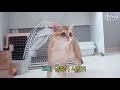 아기고양이가 맹수로 변했어요 고양이 냥춘기 cat vlog