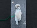 【何番が好き？】犬の後ろ姿（尻）を集めてみた。 shihtzu 犬 shorts