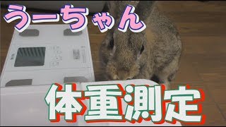 うさぎのうーちゃん　体重測定