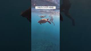 フラダンス　イルカ　シュノーケリング