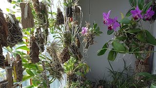 [화이 난초 생방송 EP.25] 좋아하는 꽃, 카틀레야 시즌의 시작 indoor plants and orchid balcony