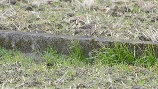 酒匂川水系仙了川のタヒバリ　その１（4K動画）