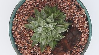 Haworthia magnifica var. acuminata