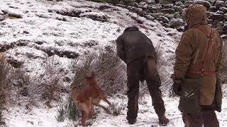 Ferreting in snow