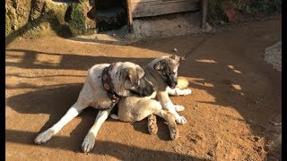 KANGAL BARONUN DİŞİSİ KAPLAN  REİNA #kangal #malaklı #dogoargentino #canecorso #jackrussell