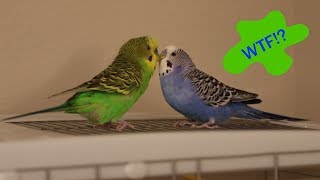 Crazy Talking Parakeets Play Atop The Cage!