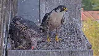 Incredible scenes as our Peregrine Falcon chicks prepare to fly the nest!