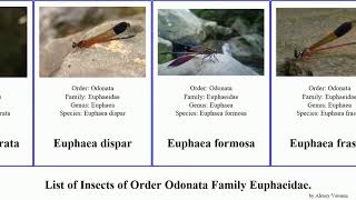 Insects of Order Odonata Family Euphaeidae