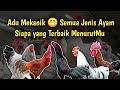 Kumpulan Suara Kokok Ayam Berbagai Jenis Siapakah yang Terbaik menurut Kalian..!