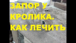 ЗАПОР У КРОЛИКА.  КАК ЛЕЧИТЬ