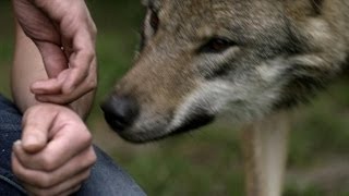 Kussen met de wolf? | Wild van Dieren | VTM