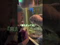 【スクープ】水族館で大きい魚をハグしちゃうおじさん見つけた！ おもしろ動画 水族館 おじさん 魚 shorts