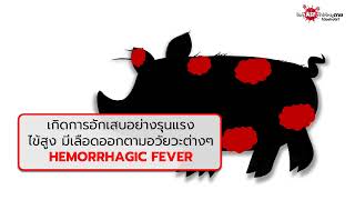 สงสัยไหมว่า ASF หรือ โรคอหิวาต์แอฟริกาในสุกร ทำให้หมูตายได้อย่างไร