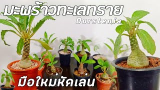 มะพร้าวทะเลทราย Dorstenia มือใหม่หัดเลี้ยง