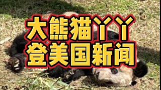 大熊猫丫丫登上美国新闻后我怎么越读越不对劲？