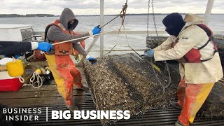 How 3.5 Million Oysters Are Harvested At This Virginia Farm Every Year | Big Bus