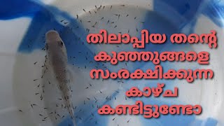 തിലാപ്പിയ മീൻ തന്റെ കുഞ്ഞുങ്ങളെ സംരക്ഷിക്കുന്നത് കണ്ടിട്ടുണ്ടോ | tilapia fish |