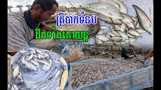 ត្រីត្រូវចុងទឹក ស្រកដឹកទាំងគោយន្តយកធ្វេីប្រហុក ថ្ងៃនេះសំបូរត្រីធំ ត្រីក្រាយ កាពាត់ សំបូរខ្លាំង