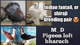 Fancy Pigeon's sale in bharuch /:- M_D Pigeon loft bharuch