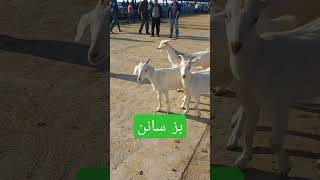 بز سانن در بازاردام نیشابور #سانن #بز #بزغاله #حسن_وجدانی #گوسفند #sheep