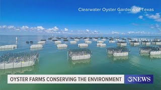 Oyster farms, preserving the environment