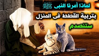 لماذا امرنا النبيﷺ بتربية القطط في المنزل ؟ولماذا كان يحبها النبي؟ وماذا تفعل القطط في البيت ؟ستنصدم