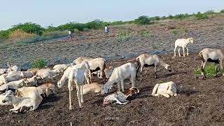 ஆட்டு மந்தை - மயிலம்பாடி கிடை, வெளிச்சி கிடாய்கள். #sheep #sheepfarming #fighting #shortvideo