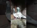 chuhay kabooter sialkoti chuhay kabuter sialkoti pigeons viral pigeon shortsfeed