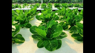 Maximus RZ Cos Romaine Lettuce by Rijk Zwaan | Demo Crop Series | July 2021 | Greengold Farms