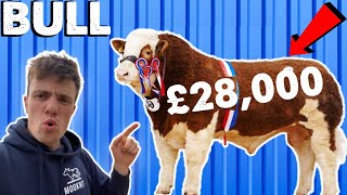 Buying A New Bull For The Farm | Stirling Bull Sales