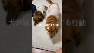 犬が嬉しい時にする行動3選 #犬 #いぬ #いぬのきもち #いぬの気持ち #いぬのいる生活 #いぬとの暮らし #愛犬 #犬のいる暮らし #犬のいる生活 #犬との暮らし VOICEVOX:ずんだもん