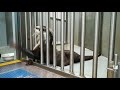 ツメナシカワウソと握手 くるりちゃん編 180103