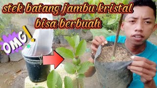 Cara Stek Batang Jambu Kristal Hingga Berbuah