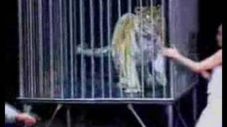 Hans Klok caught by tiger